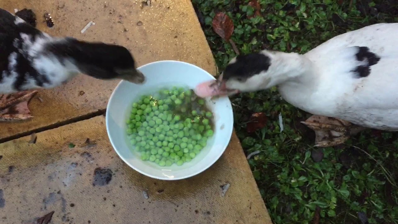 Ducks Ignoring My Peas YouTube