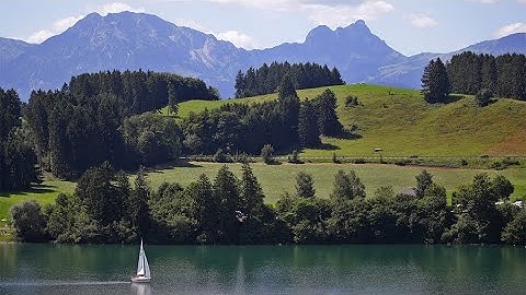 Parliament and the European Green Deal