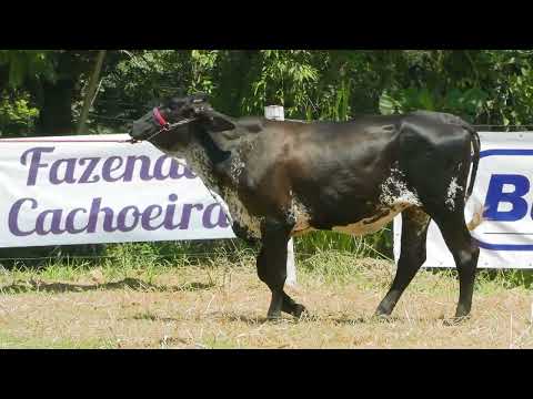 LOTE 32  FAZENDA CACHOEIRA   3333CG