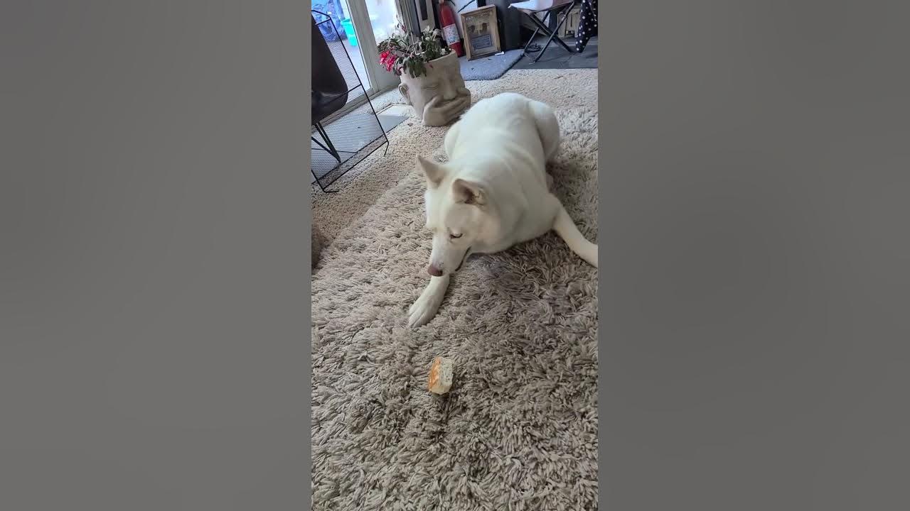 When u give the dog a biscuit. HappyHusky😁 YouTube