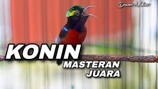 TERAPI KONIN GACOR FULL ISIAN COCOK UNTUK MENAIKKAN EMOSI BIRAHI AGAR KOLIBRI NINJA CEPAT NGOBRA