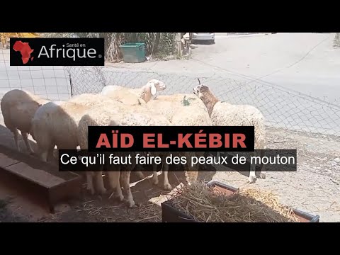Aïd el-Kébir: ce qu’il faut faire des peaux de mouton