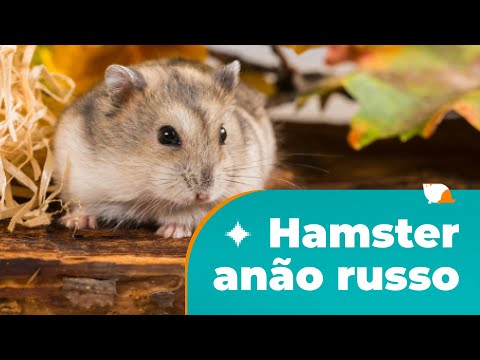Como cuidar de um hamster anão russo