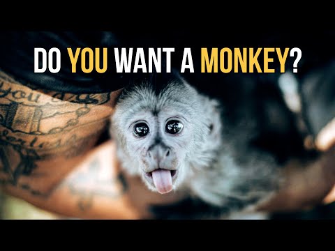 Monkeys are not Pets!  - Dean Schneider
