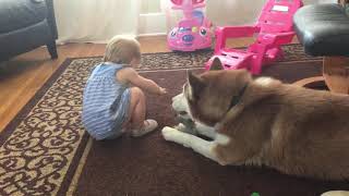 Husky and Baby Playtime