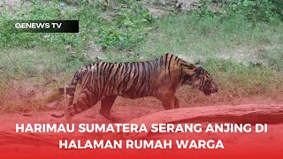 Harimau Sumatera Serang Anjing di Halaman Rumah Warga