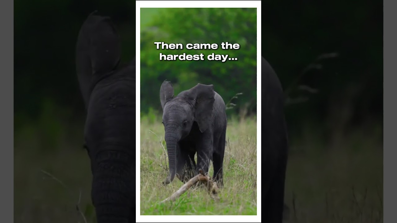 Baby Elephant's Journey From Helplessness to Wild Freedom