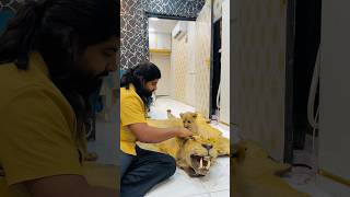 Simba crying for his father😭#ytshorts #petlover #youtubeshorts #qurbani #viral #lion #simba #india