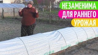 картинка: ОТЛИЧНАЯ Альтернатива ТЕПЛИЦАМ. Садим-сеем.