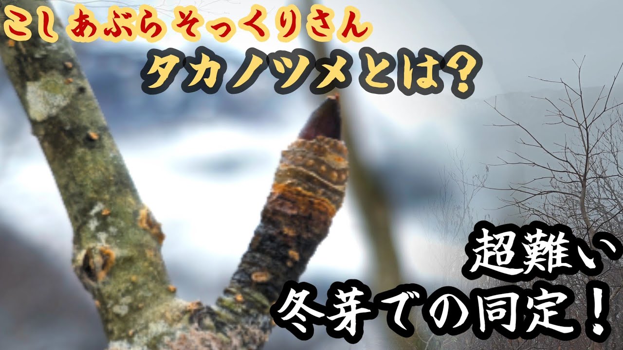 山菜シーズンを前に予習、新規開拓！