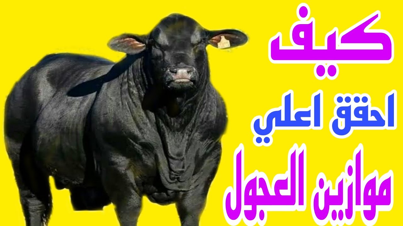 كيف تحقق اعلي ميزان للعجول..اهم اسرار التحويل الذهبية.مع الدكتور/السيد الطوخي..