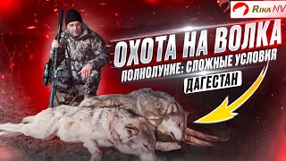 Охота на волков в Дагестане в полнолуние! Сложнейшая охота с Магомедом и Али на Кавказе.