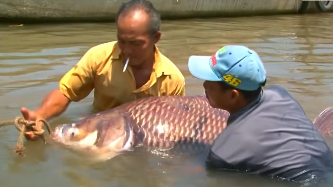THEO DẤU CÁ KHỦNG