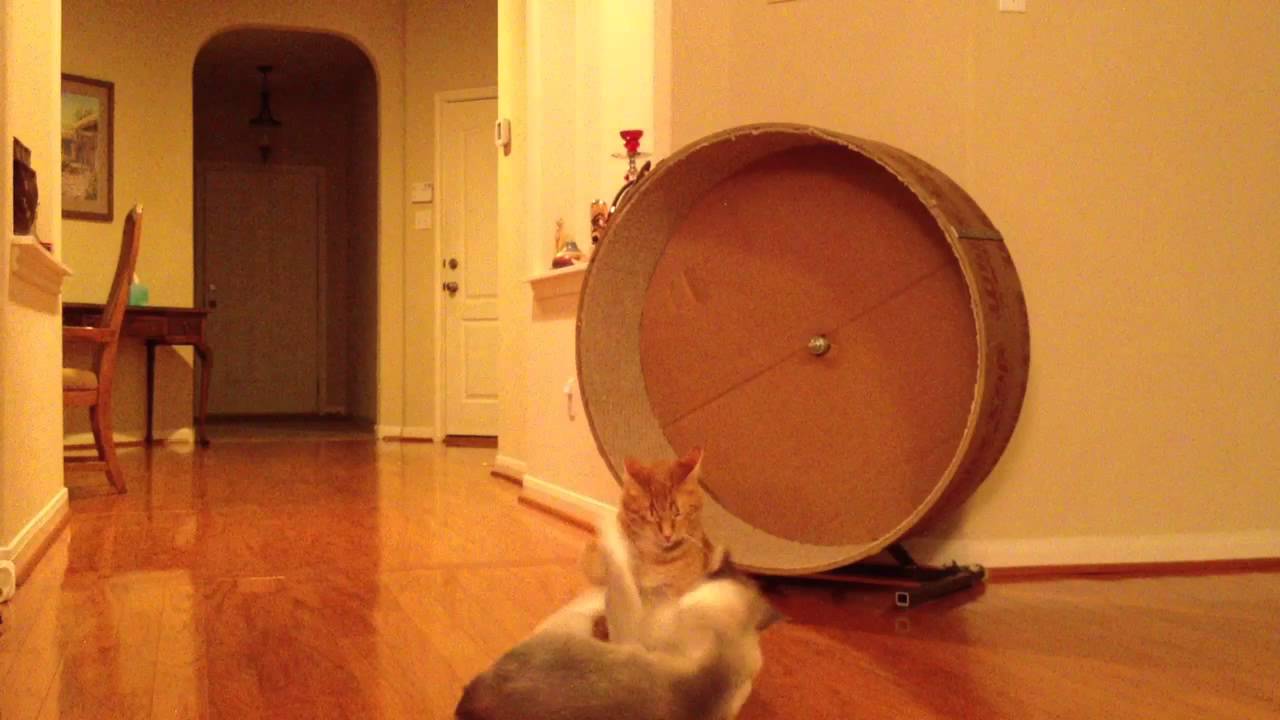 cardboard cat wheel