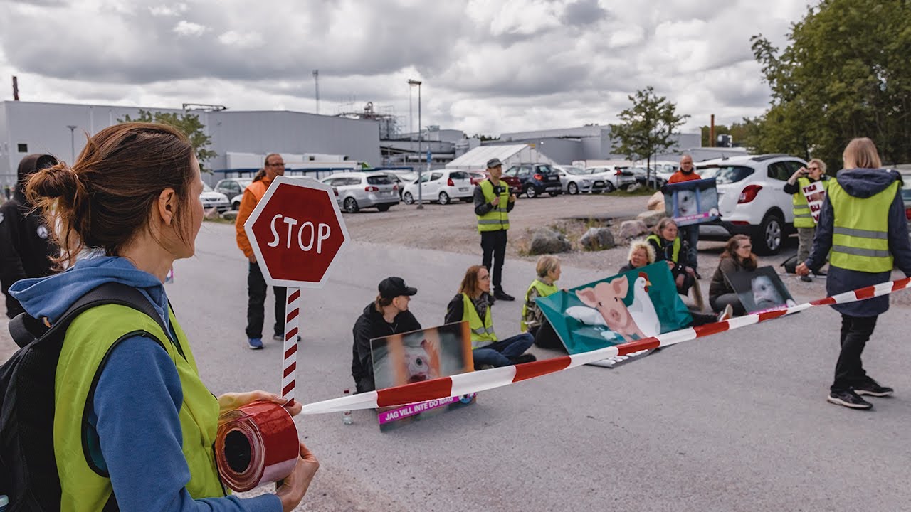 Kronfågel AB, Valla, Katrineholm Chicken Save, 20220530 YouTube