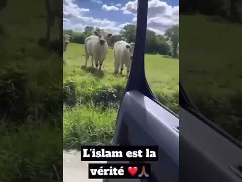 SUBHANNALLAH Miracle du Coran Les Vaches sont attires par Sourate Al Baqarah Sourate La Vache