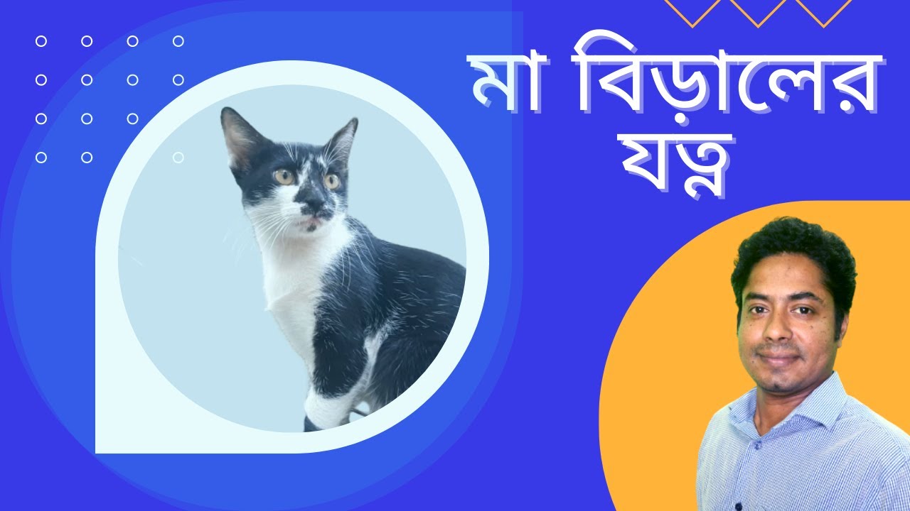 how-to-care-cat-mother-cat-cat-video-homemade-kitten-food-youtube