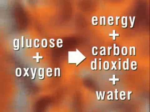 Video: Är andning en kemisk reaktion?