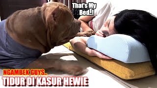 My Dog's Reaction When I Snatch His Bed | Dogs Funny Videos #hewiepitbull