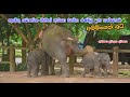       twins baby elephants pinnawala