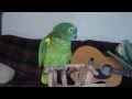 Blue fronted amazon parrot - Wheeler talking