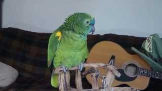 Blue fronted amazon parrot  Wheeler talking