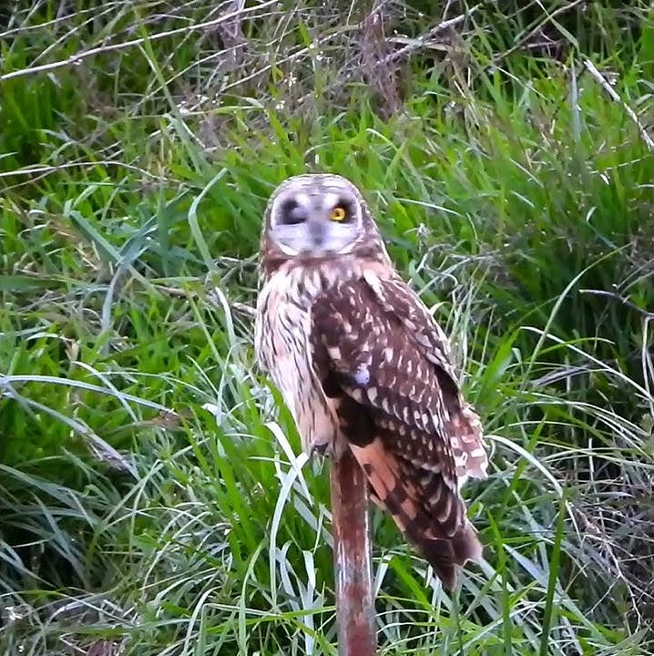Short Eared Owl watching the road at Frenchman's Bar in Vancouver Washington! Birding owls in PNW