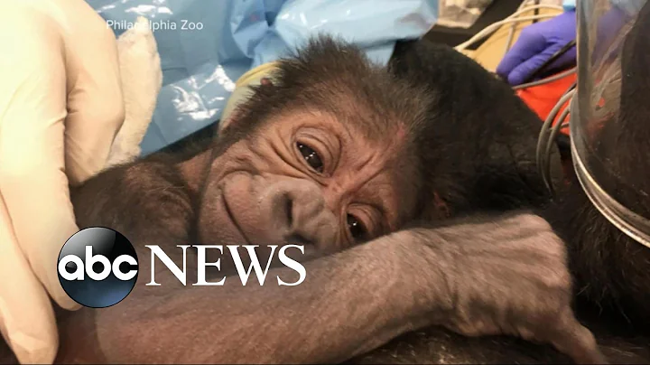 Kira the gorilla delivers a 5-pound baby boy at the Philadelphia Zoo