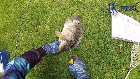 DISPATCHING PEST FISH WITH THE IKIPIK!