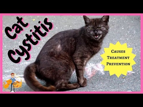 Video: How To Treat Cystitis In Cats At Home