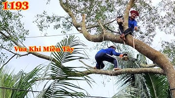 Quá gây cấn Vua Khỉ Miền Tây cưa hạ gốc cây Bần có quá nhiều nhánh dài Cutting sonneratia caseolaris