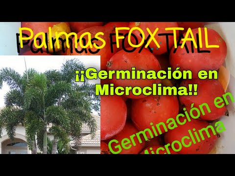 Video: Cosecha de semillas de palmera cola de zorra: cómo propagar una palmera cola de zorra