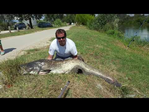 Catfish on the edge