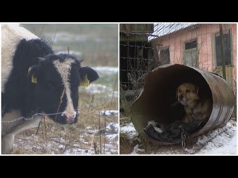 Video: Ganomi Gyvuliai Yra Veikiami Sausumos Melsvabakterių