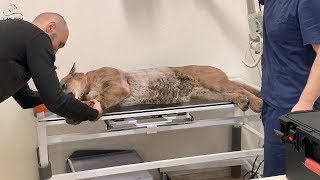 видео: Месси снова на приёме у врача. картинка: Месси снова на приёме у врача.