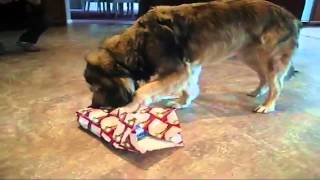 Dogs open  a gifts - Stories Northern Christmas marathon