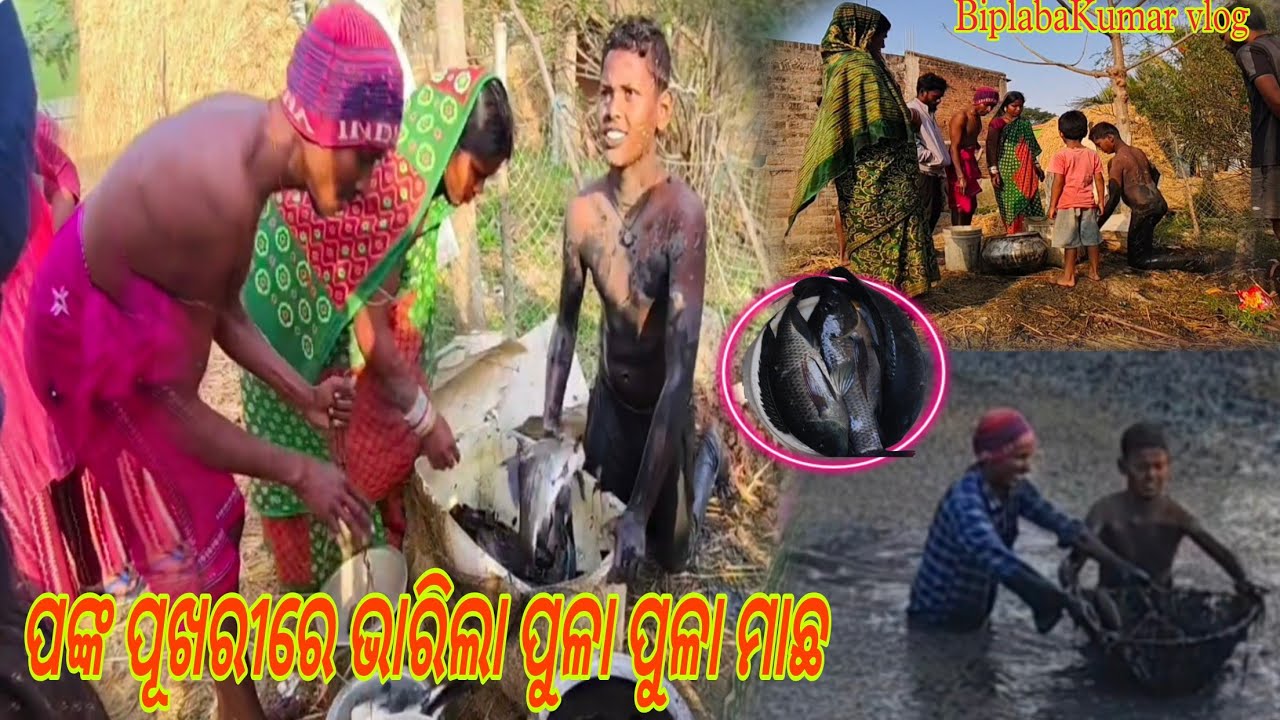 ପଙ୍କ ପୁଖୁରୀ ରେ ଭାରିଲା ପୁଳା ପୁଳା ମାଛ //BiplabaKumar vlog 