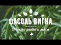 СПАРЖЕВАЯ ФАСОЛЬ вместо РЫБЫ и МЯСА. Вигна японская. Выращивание и польза