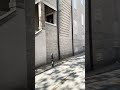 Short walk down Belmont in Chicago