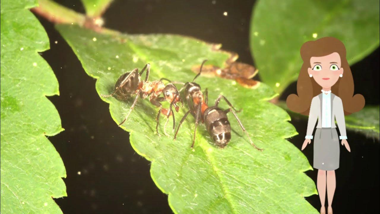 HOW DO INSECTS LIKE ANTS COMMUNICATE WITH EACH OTHER? YouTube