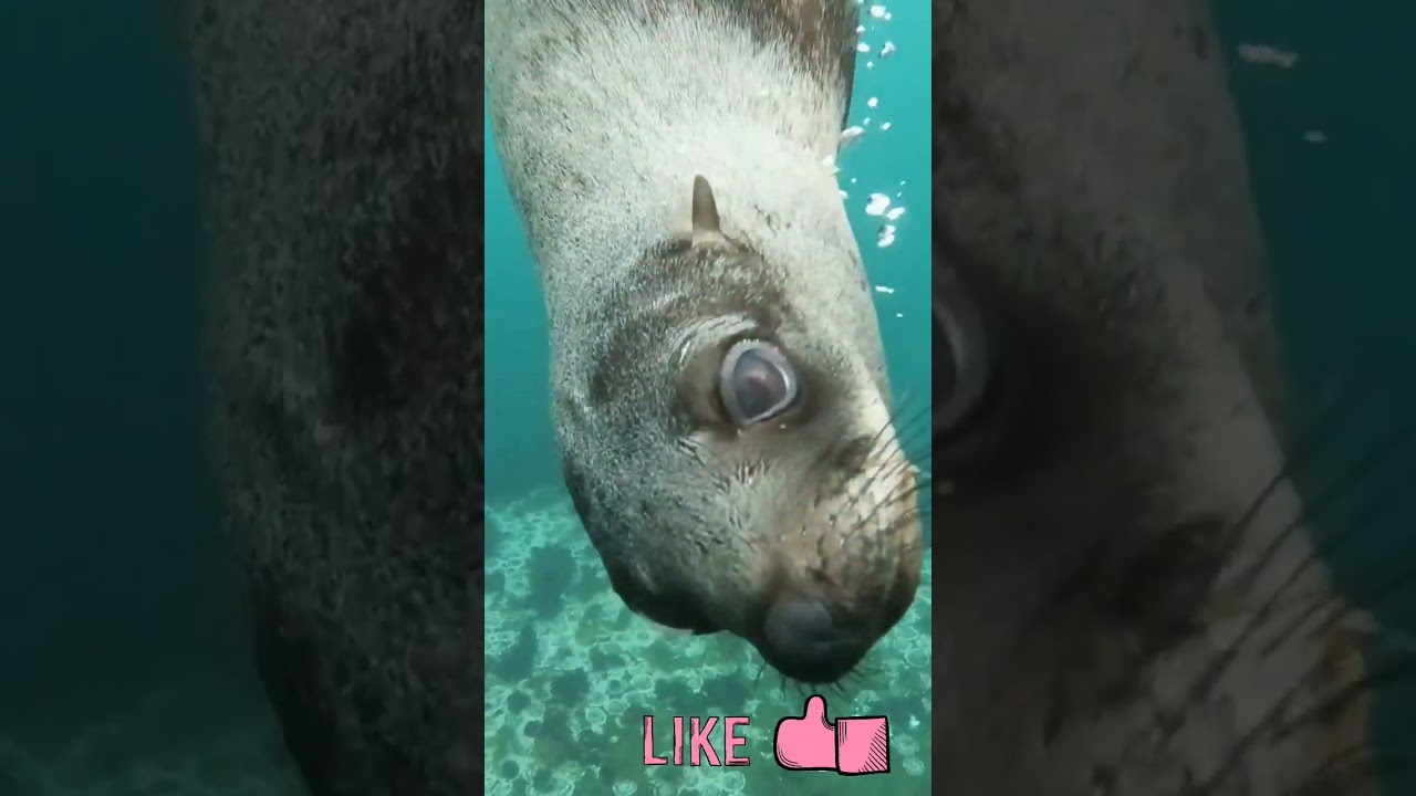 "Wild Animals with Cute Face" 