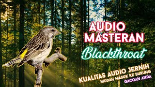 #13 Audio Masteran Suara Blackthroat   Jeda   Gemricik air Jernih