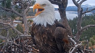 FOBBV CAM🦅Fluff & Tripod Stick🌿Shadow Gets Strafed By Unknown Adult & Goes Talons Up!⬆️✈️2024-01-24