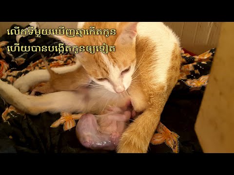 ឆ្មាកើតកូន/Cats give birth