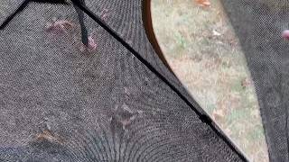 Is This the Best Portable Hunting Blind | 360 View Test