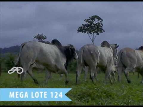 LOTE 124