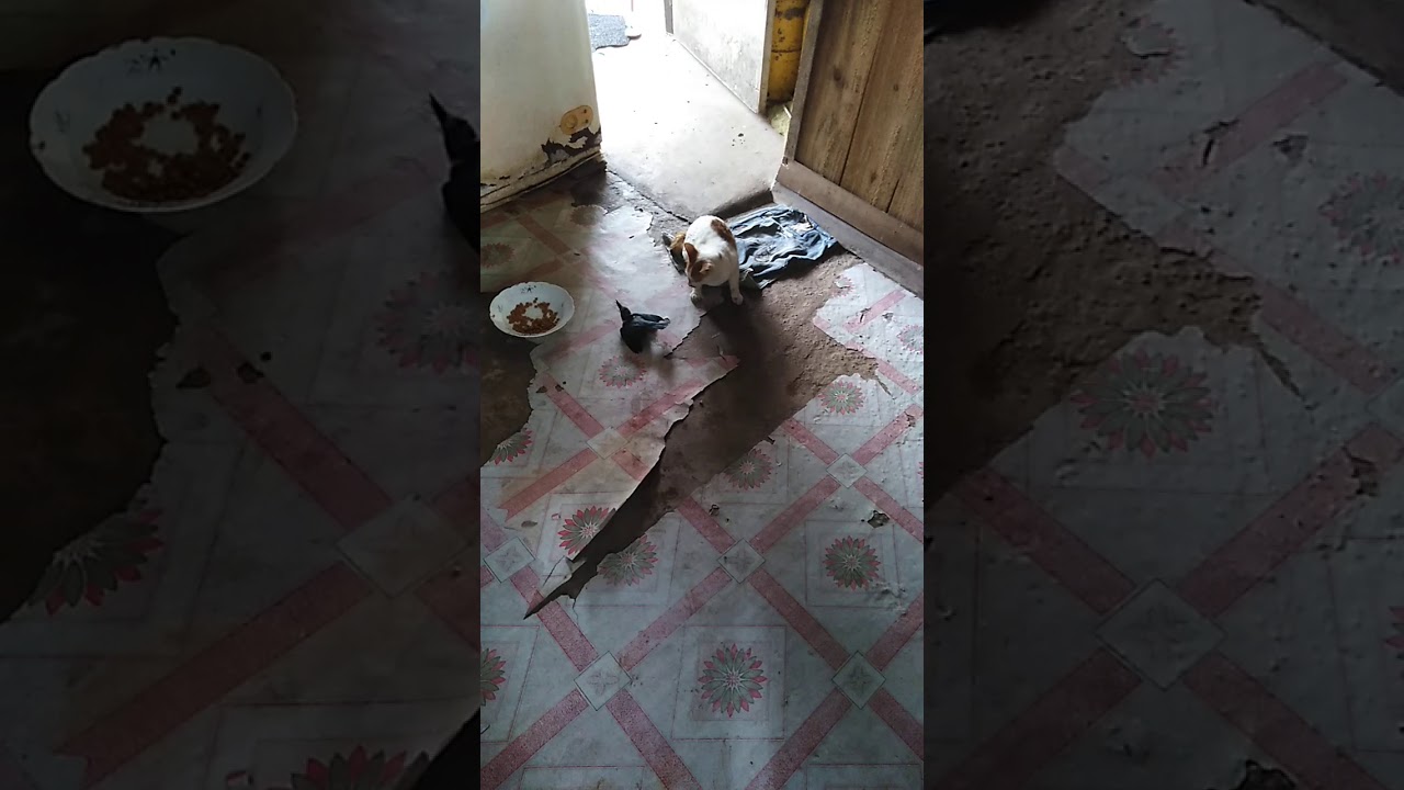 Kucing comel 