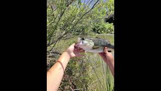 Dink slayer #bassfishing #catchandrelease #socal