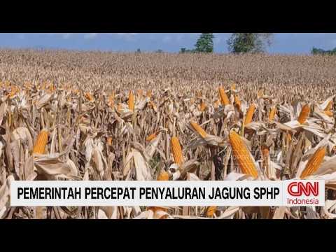 Pemerintah Percepat Penyaluran Jagung SPHP untuk Tekan Biaya Pakan Ternak