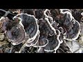 Hydnellum concrescens - hydnellum zonado -  Zoned Tooth - hongo dental zonado